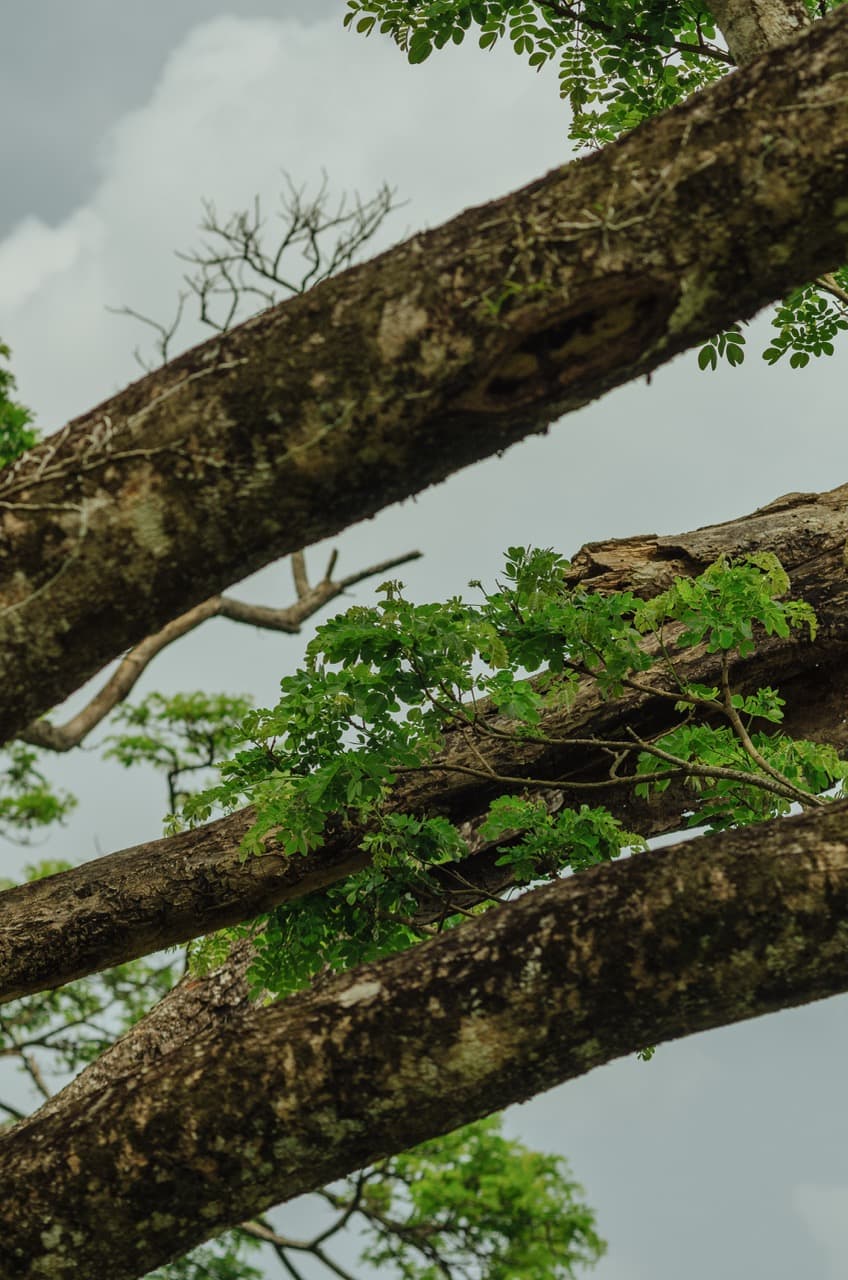 Превью Sri Lanka 2022